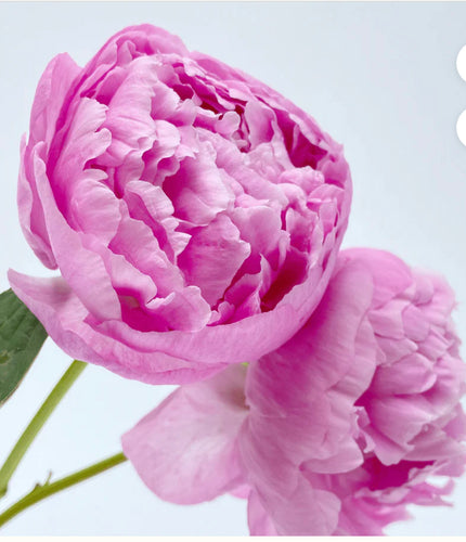 Pink Peony Body Butter