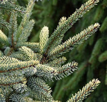Load image into Gallery viewer, Black Spruce Body Butter